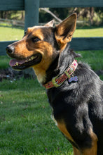 Load image into Gallery viewer, Pure Western Baxter Dog Collar