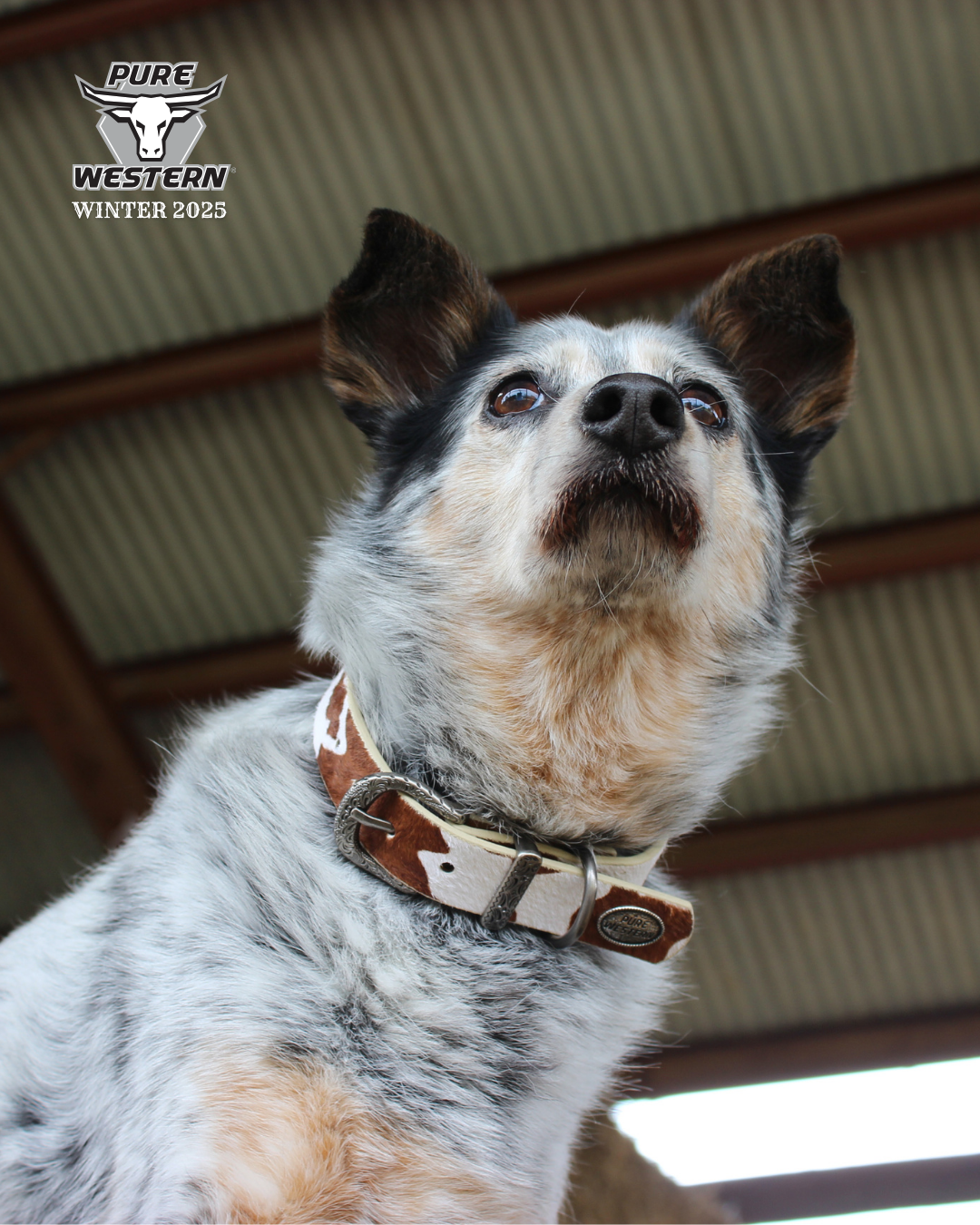 Pure Western Adelaide Dog Collar