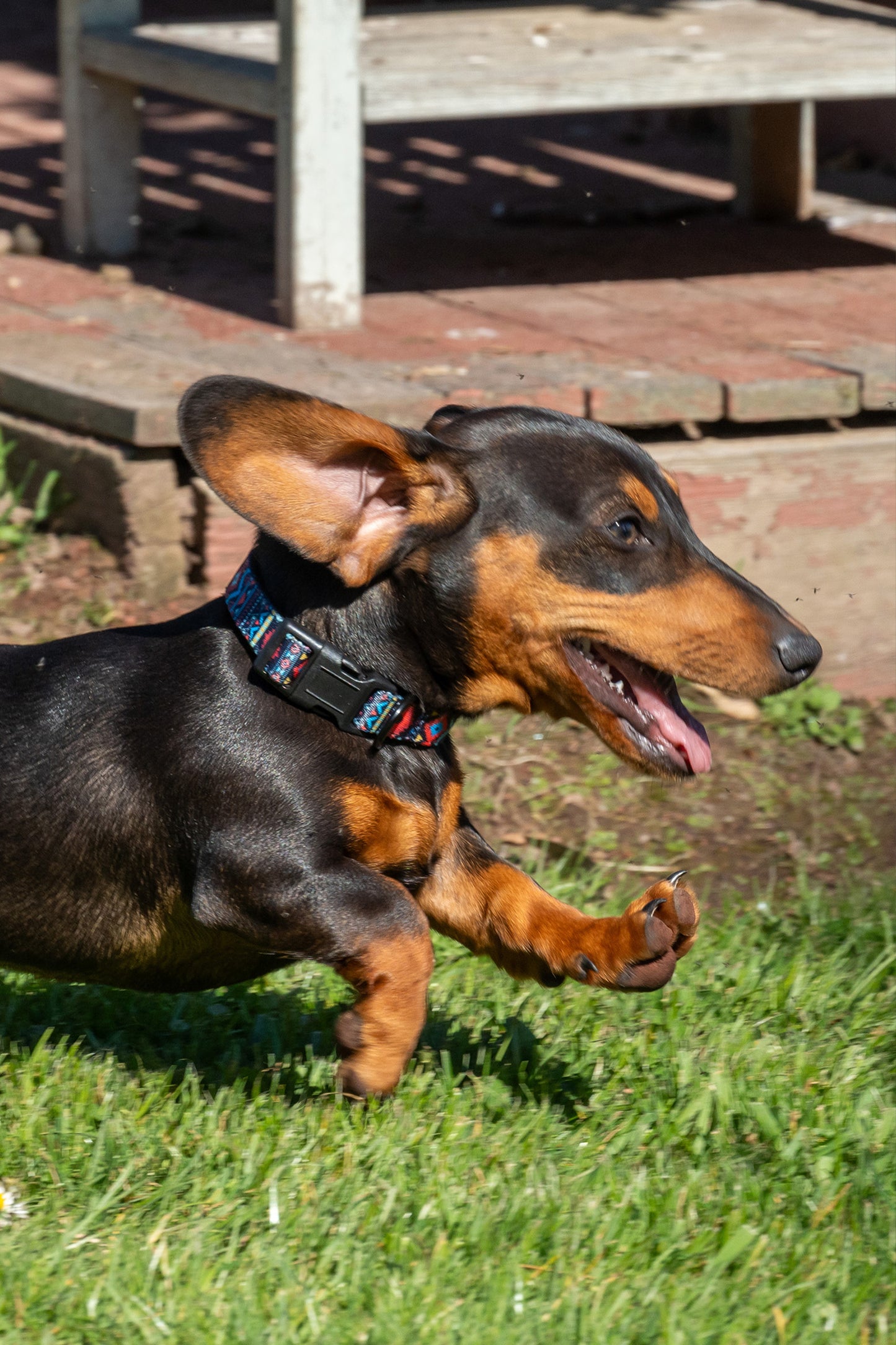 Pure Western Billie Dog Collar