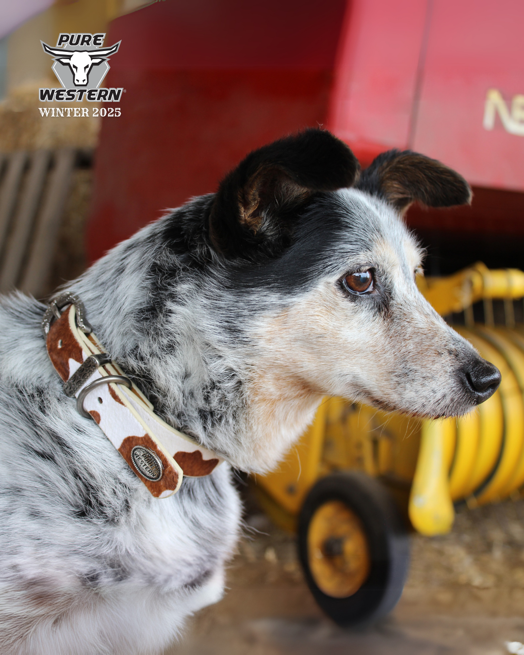 Pure Western Adelaide Dog Collar