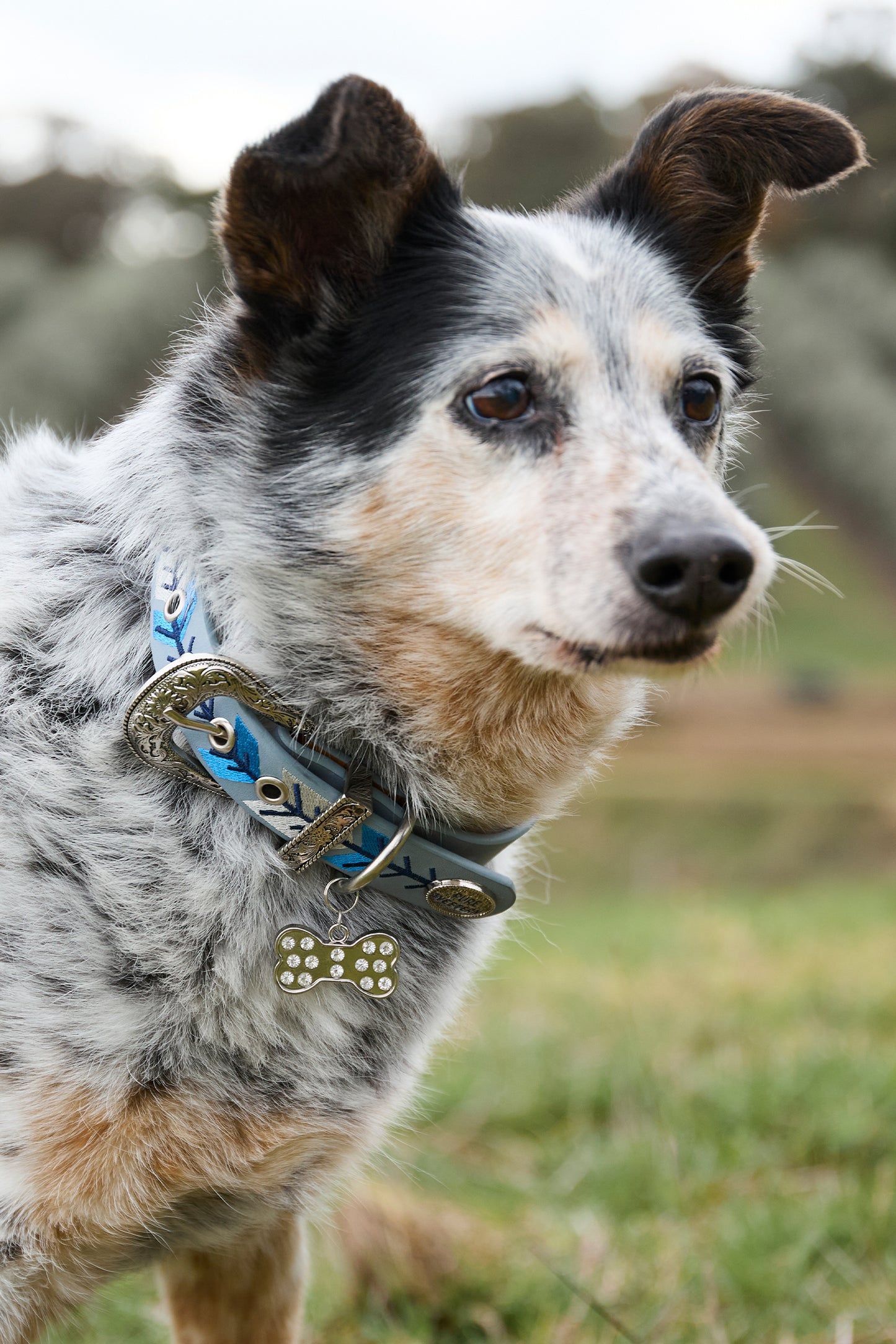 Pure Western Kiara Dog Collar