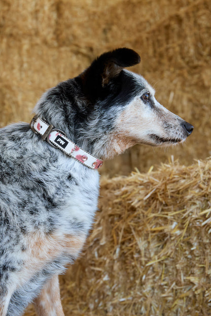 Pure Western Randy Dog Collar